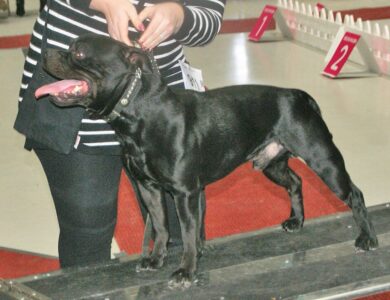staffordshire bull terrier breed guide