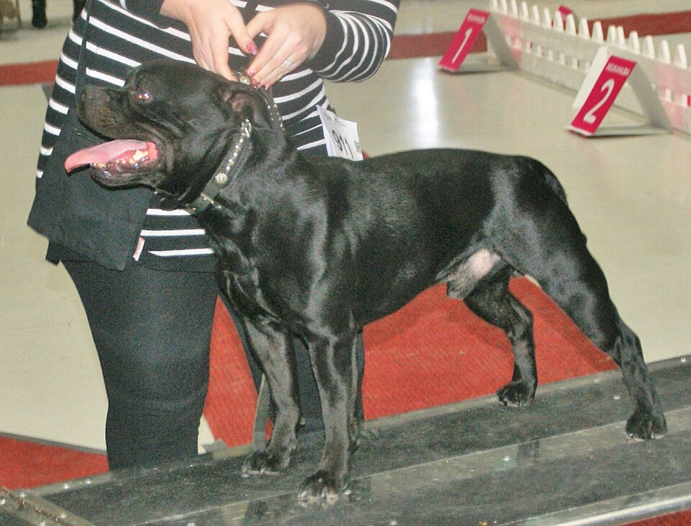 staffordshire bull terrier breed guide