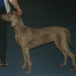 weimaraner breed guide