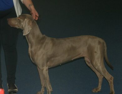 weimaraner breed guide