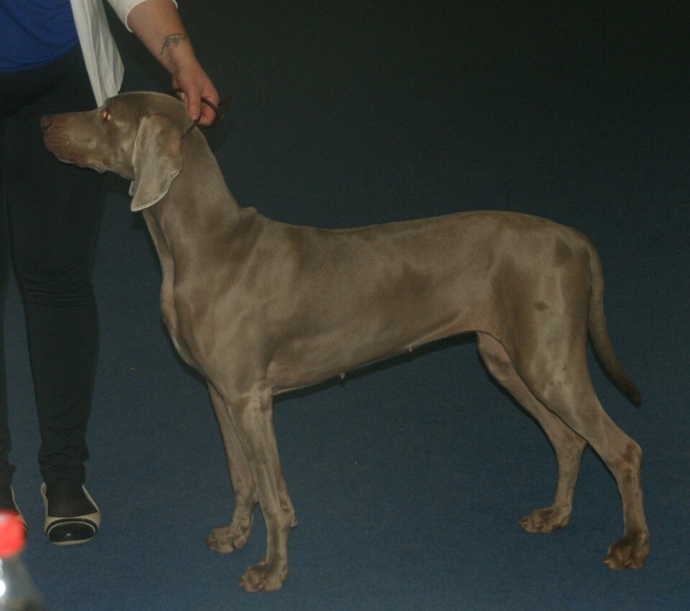 weimaraner breed guide