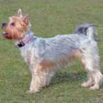 yorkshire terrier breed guide