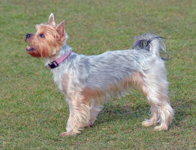 yorkshire terrier breed guide