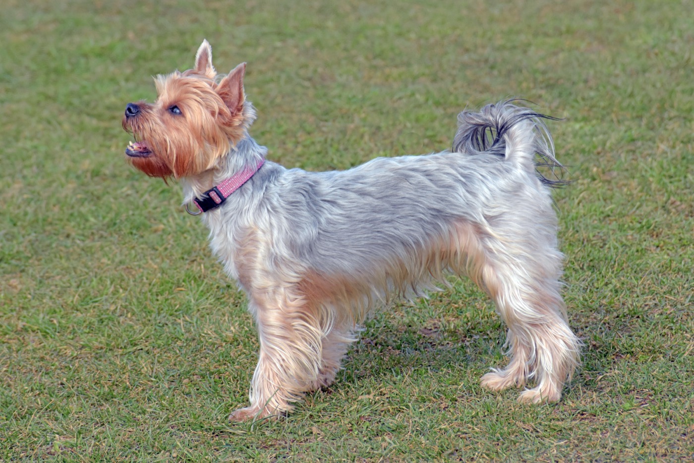 yorkshire terrier breed guide
